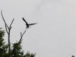 An eagle spotted at Eagle`s Landing